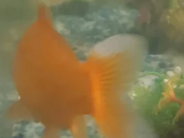 Does anyone know what this is?
