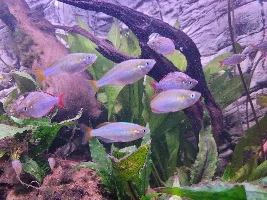 Dd's Tanks And Fish