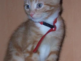 New picture of my kitten Moby