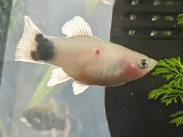 Red mark on Platy