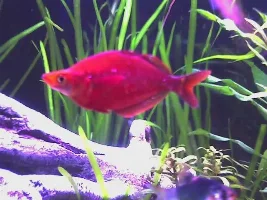 Rainbow ID please