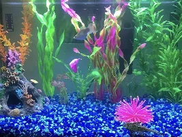 Is my balloon Molly pregnant ??
