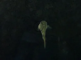 Disease In Tank - Help - 1 Gone Already
