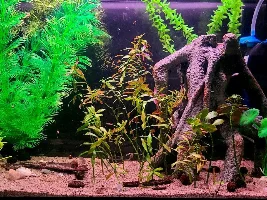 Fry nest