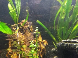 125 gallon South American community progress
