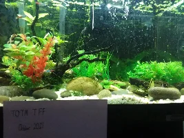 Vote Now!  October 2021 Tank of the Month Contest (17 to 30 Gal)