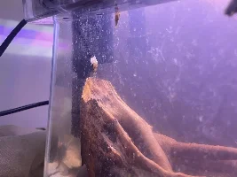 Air stone in HOB filter?