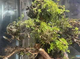 Monte Carlo in new tank