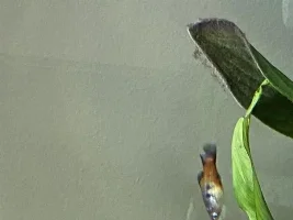 Fin rot help! Platy & Betta