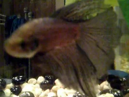 First Betta!