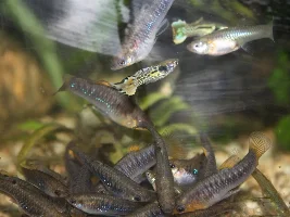 Tiburon-limia