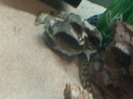 Unknown fish