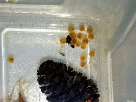 So Many Babies