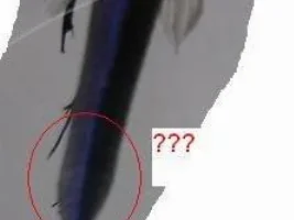 My Sick Betta Needs Your Help
