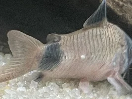 White lump on Panda Cory
