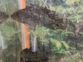 Anyone else raising fish for food??? Now with pictures of the Harvest!