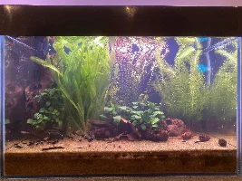 VOTE NOW - June 2024 Tank of the Month Contest (16 gal & smaller)