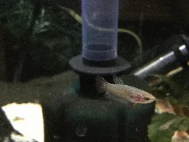 Quest for plakat fry