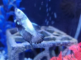 Help with Fin Rot