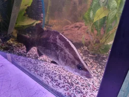 Barra, asian redtail and oscars