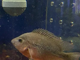 Flowerhorn male or female
