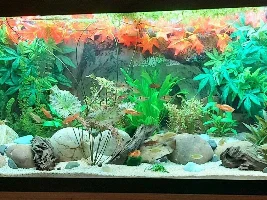 River stream 53g