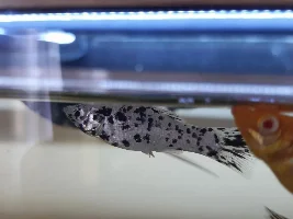 Swordtail problem