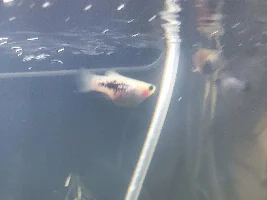 Hi!