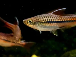Help me choose rasboras