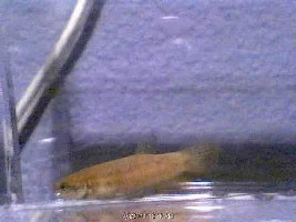 Betta Simplex, a mouthbrooding type
