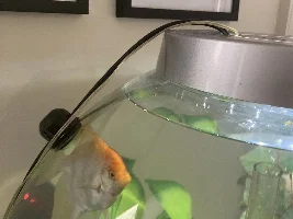 Rehoming my Angelfish in NYC