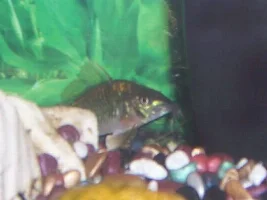 My New Fish!!