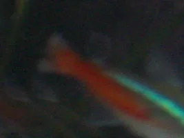 White Spot Help!