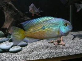 New tank set up stocking ideas