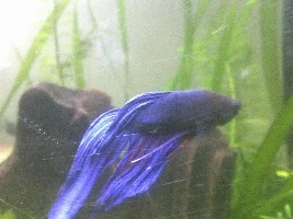 My Betta Percy