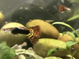 1 year of fish keeping!!