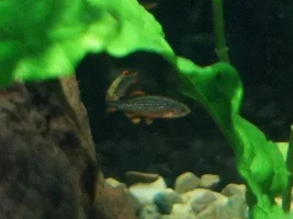 40L Galaxy Rasbora Tank