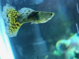 Hello From Singapore ! New to forum, new to everything