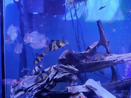 New here plecos/clown loaches are my thing