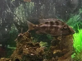 Need Help Identifying!