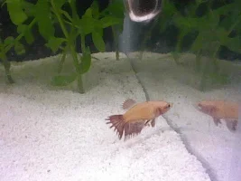 New 5 gallon betta