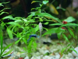 Removing stubborn algae from white gravel