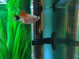 Is my Mickey platy pregnant or not