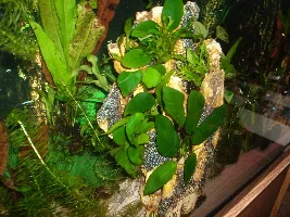 I added anubias nana to my tetra tank