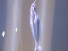 Please What Is My Fish