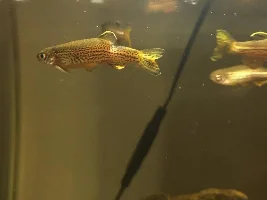 Hole in leopard danio