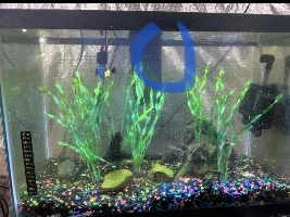 Fish Filter Suddenly Stopped Working