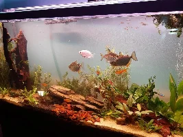Planted silver dollar tank experiment