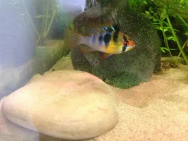Survival Of Eggs