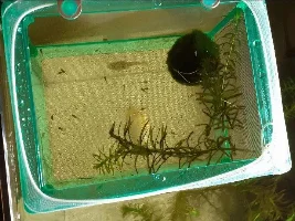 The fun of breeding pet shop Guppies